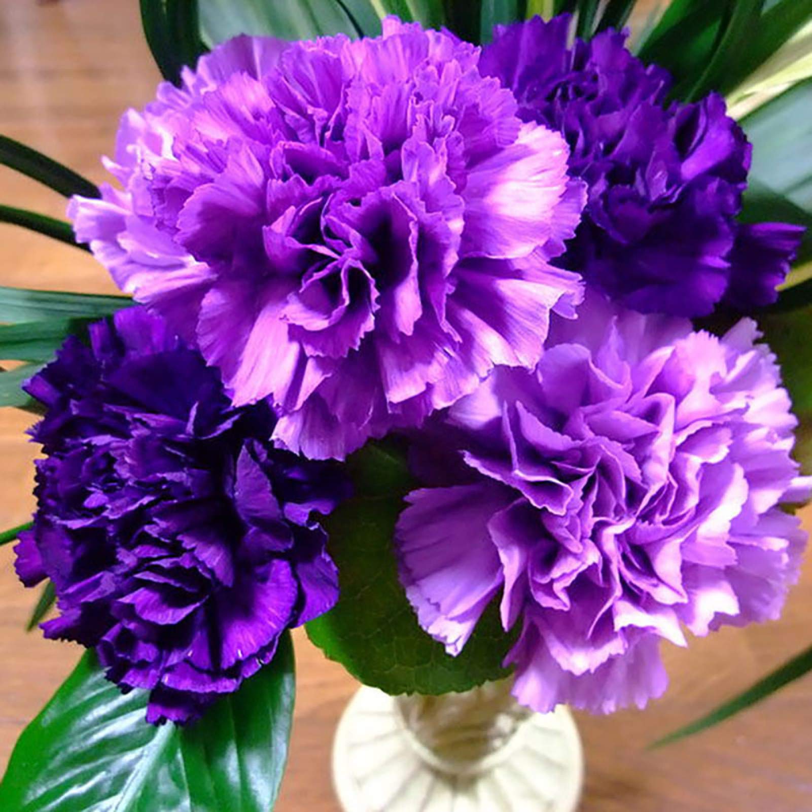 Dianthus (Diamond Series purple) for planting in garden